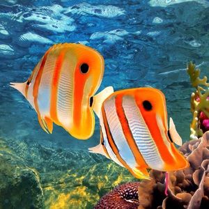 Meet your Posher, Diane